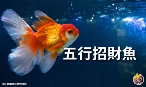 財魚|招財魚